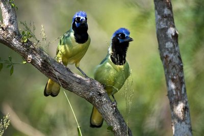 Green Jays