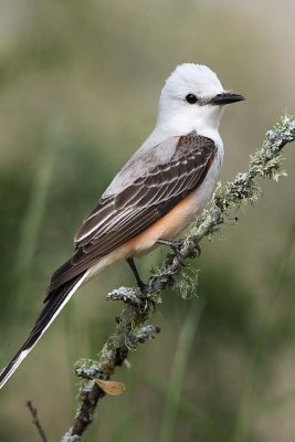 Scissor-tailed Flycatcher