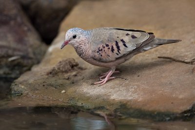 Common Ground-Dove