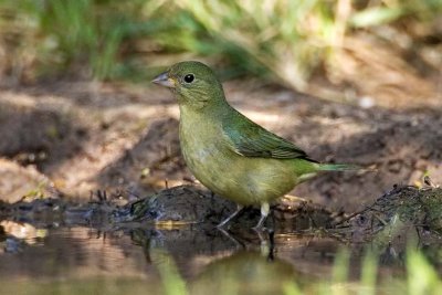 Painted Bunting (F)