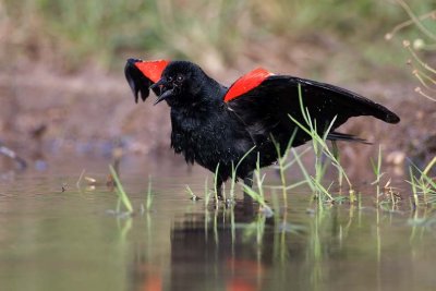 Red-winged Blackbird