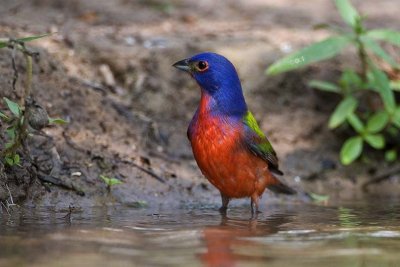 Painted Bunting (M)