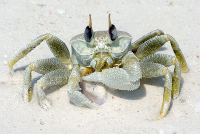 Its Mine (Crab Common Ghost)