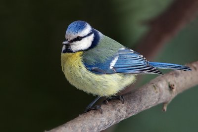 Blue Tit