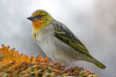 Southern Masked Weaver