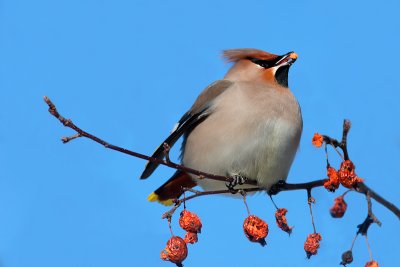 Bohemian Waxwing