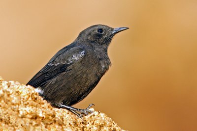 Mountain Wheatear