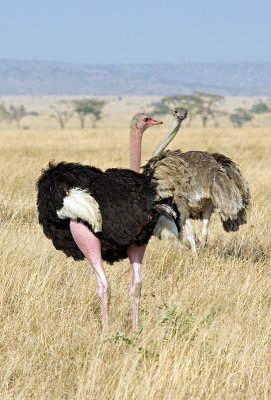 Me Too (Ostrich Family)