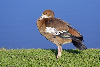 Egyptian Goose