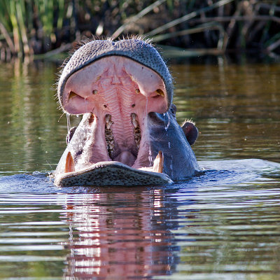 Hippos Open Mouth