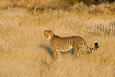 Cheetah