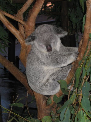 Got Coffee?  Australia Zoo
