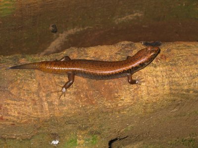 Mary Cairncross Critter