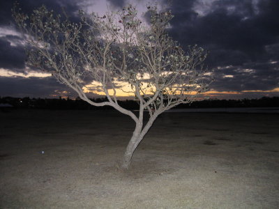 Tree Light at Cleveland Point