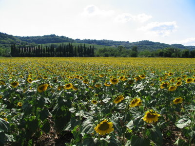 Turnesol