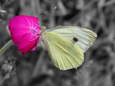 B&W BUTTERFLY