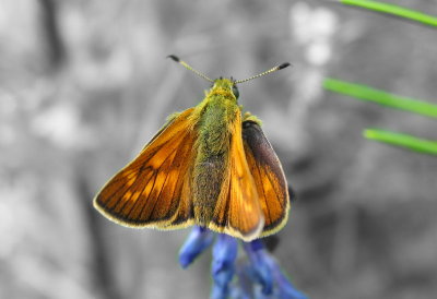 B&W BUTTERFLY