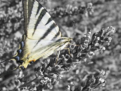 B&W BUTTERFLY