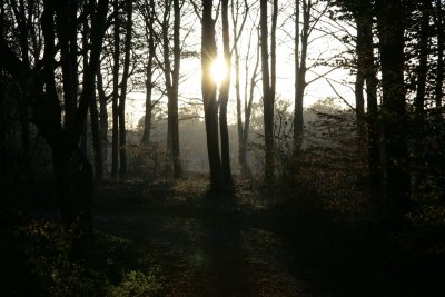 Forest before sunset