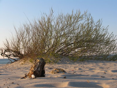 Willow Living on bare sand