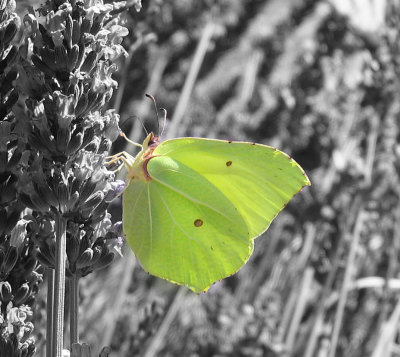 B&W BUTTERFLY