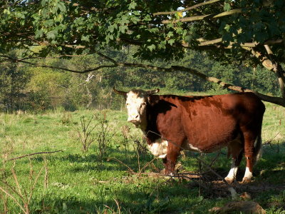 Local cow