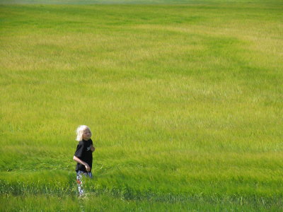 Summer field