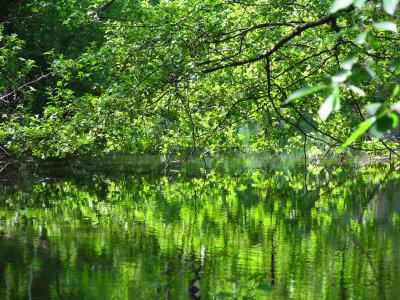 Spring leaves