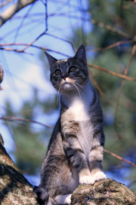 Sally-panther up a tree