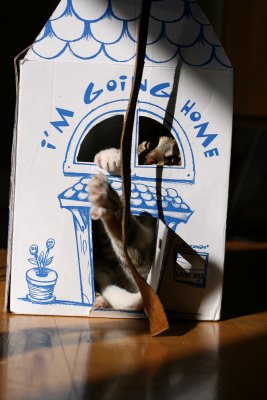 Cat in a box