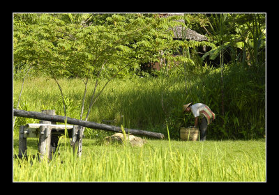 Gardener