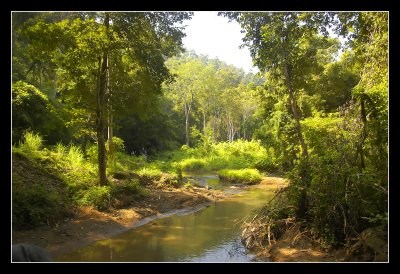 Nature from elephantback