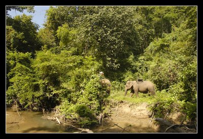 Nature from elephantback