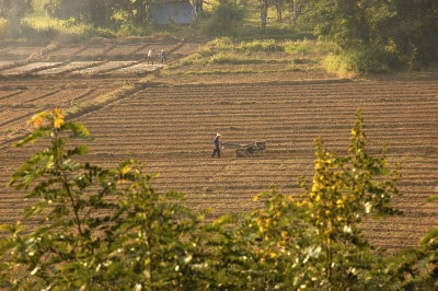 Men working in the fields