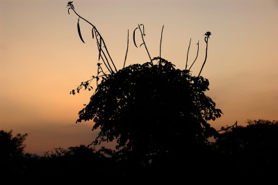 Tree in the sunset