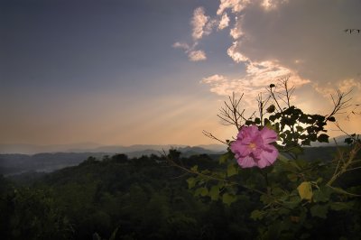 Flower and the sunset