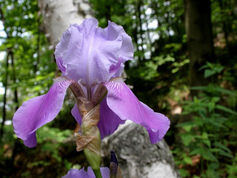 Backwoods Iris