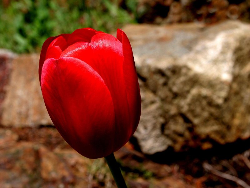 Tulip on the Rocks