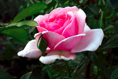 Rose 'Radox Bouquet'