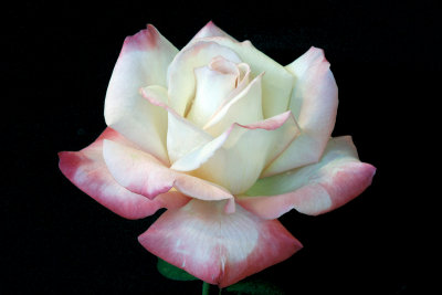 Rose 'Gemini'