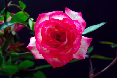 Rose 'Magic Carrousel'