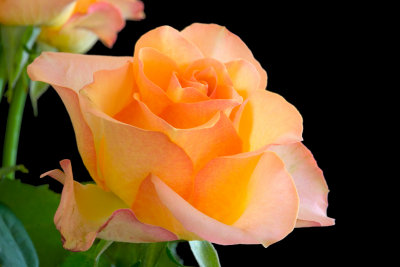Rose 'Pretty Belinda'