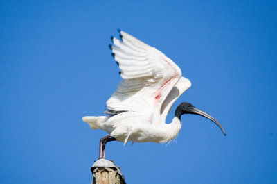 Australian White Ibis
