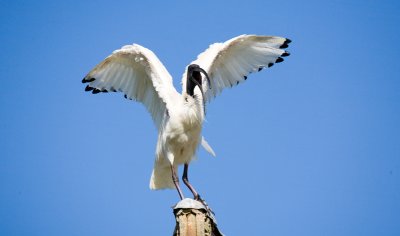 Australian White Ibis