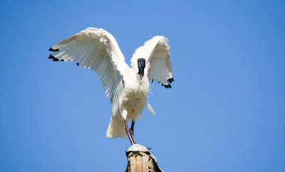 Australian White Ibis