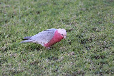 Galah