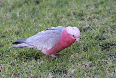 Galah