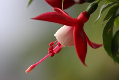 Mini Fuchsia