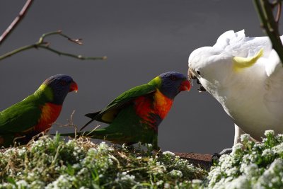 Rainbow Lorikeets and Sulphur Crested Cockatoo