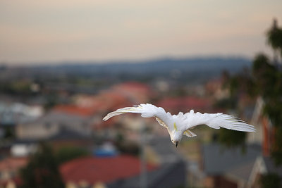 Sulphur Crested Cockatoo in flight